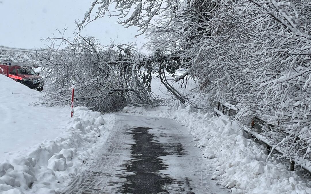 Bischofszell – Baum auf Strasse