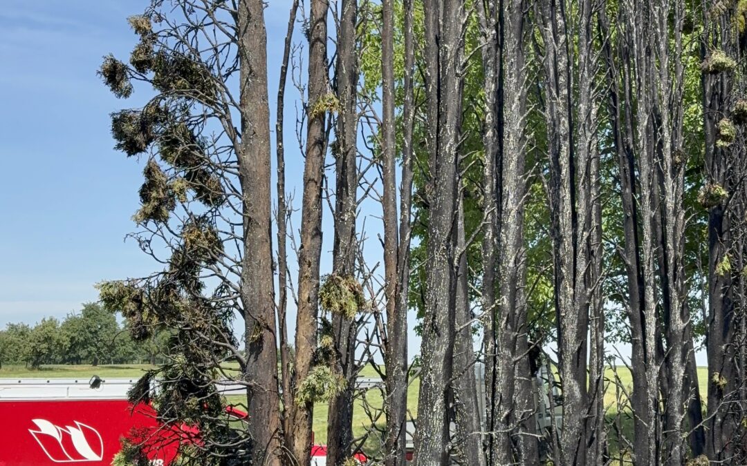 Brand Klein – Schweizerholz