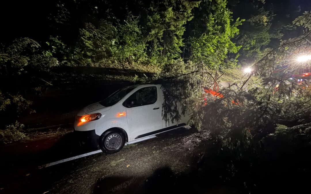 St. Pelagieberg – Elementarereignis – Baum PW gefallen