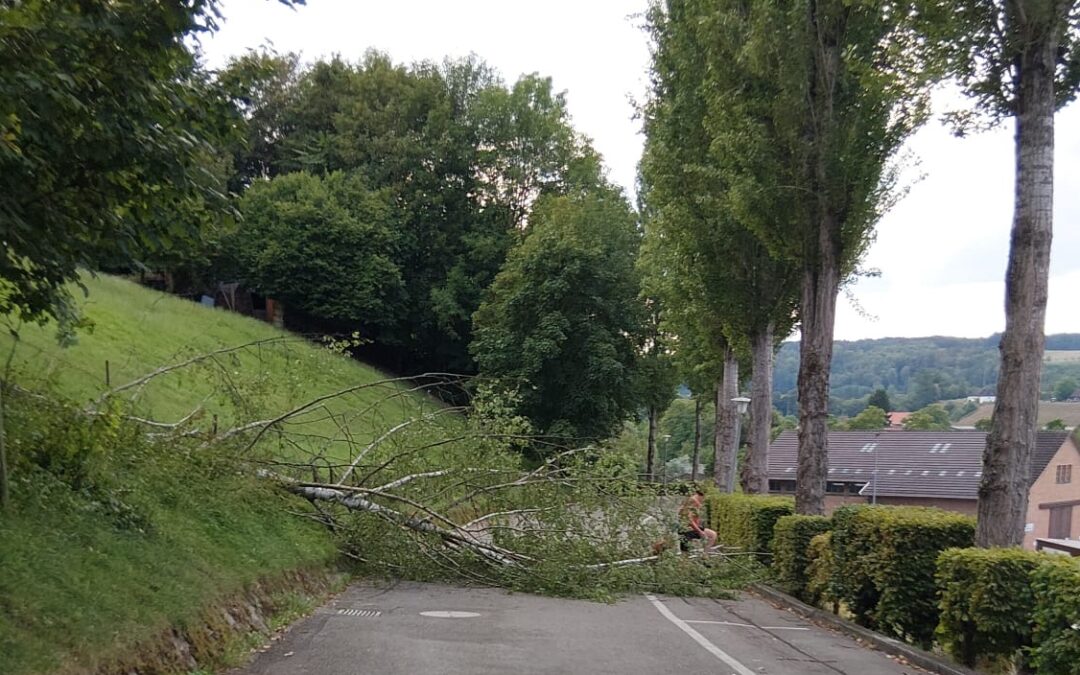 Baum auf Strasse