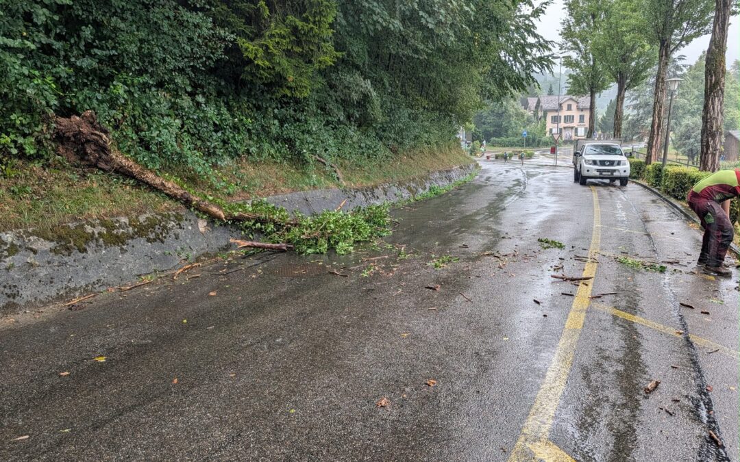 Baum auf Strasse