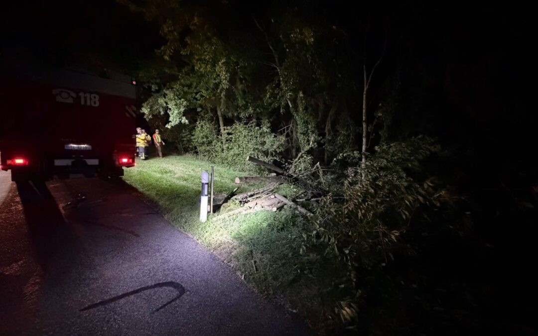 Baum auf Strasse