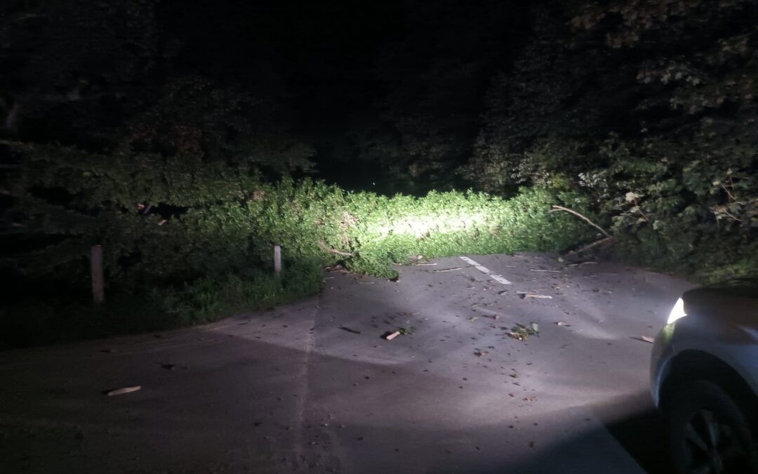 Baum auf Strasse